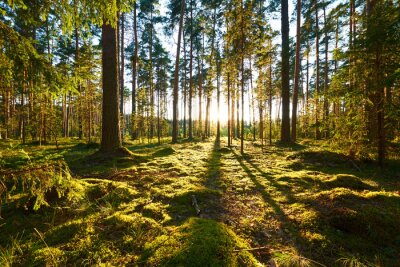 Scandinavisch bos bij zonsondergang