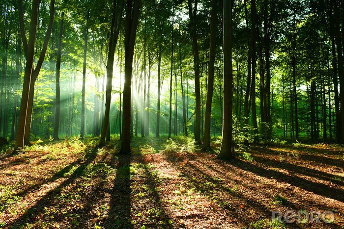 Fotobehang Schaduwen van bomen verlicht door de zon