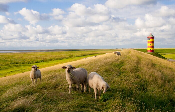 Fotobehang Schapen in een weide