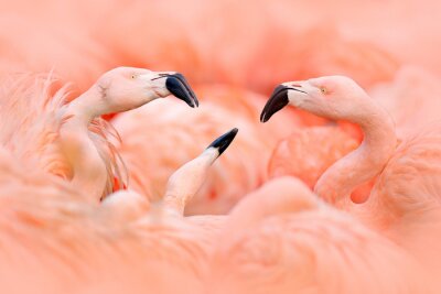 Fotobehang Schattig patroon met flamingo's