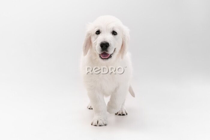 Fotobehang Schattig puppy op een witte achtergrond