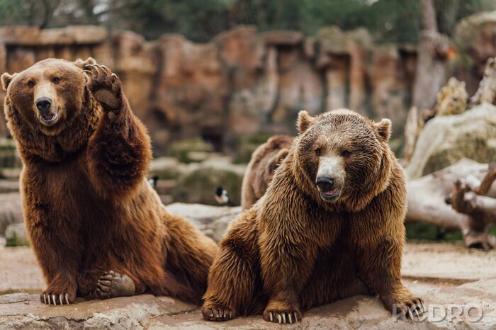 Fotobehang Schattige beren in de dierentuin