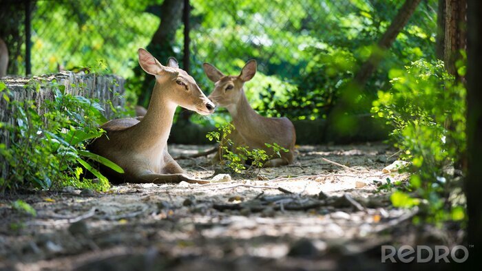 Fotobehang Schattige dieren in een dierentuin