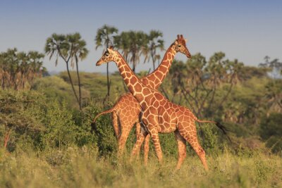 Fotobehang Schattige giraffen op de savanne