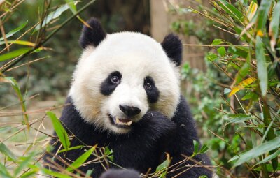 Schattige kleine panda