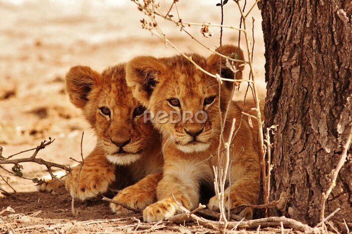 Fotobehang Schattige leeuwenwelp op safari