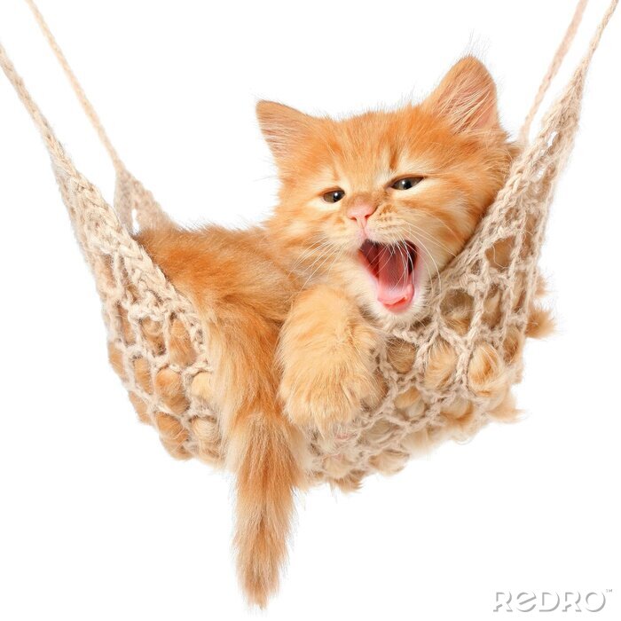 Fotobehang Schattige roodharige kitten in hangmat