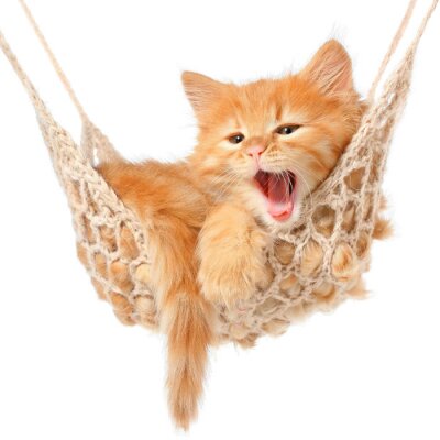Sticker Schattige roodharige kitten in hangmat