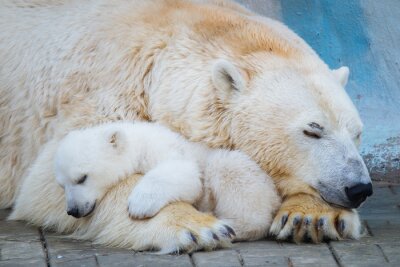 Schattige slapende beren