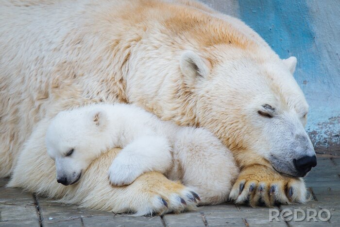 Fotobehang Schattige slapende beren