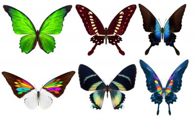 Fotobehang Schattige vlinders op een witte achtergrond