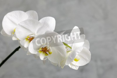Fotobehang Schattige witte bloem