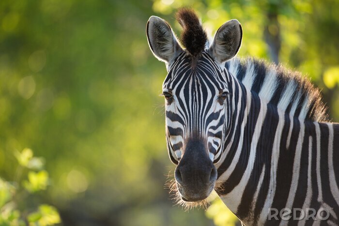 Fotobehang Schattige zebra op de achtergrond van groen