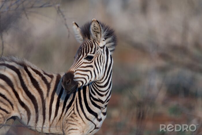 Fotobehang Schattige zebra op de wazige achtergrond
