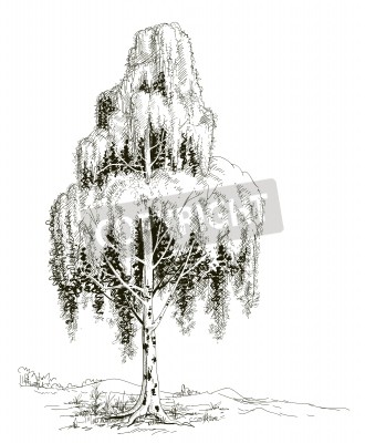Fotobehang Schets van een berkenboom