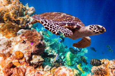 Fotobehang Schildpad en koraalrif