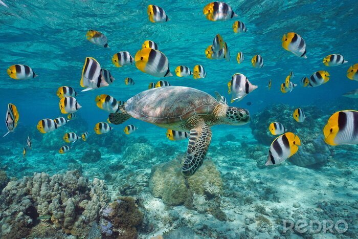 Fotobehang Schildpad met vissen in de oceaan