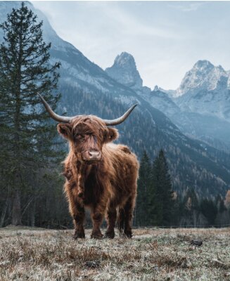 Fotobehang Schotse hooglandkoe in de bergen