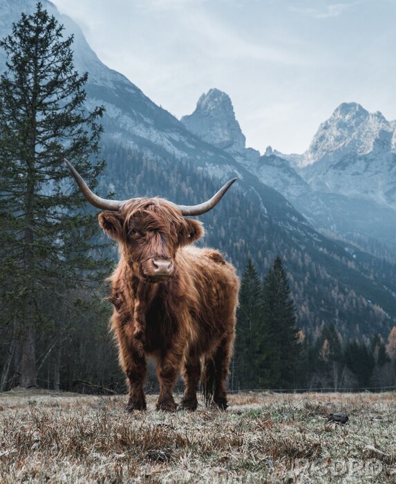 Fotobehang Schotse hooglandkoe in de bergen