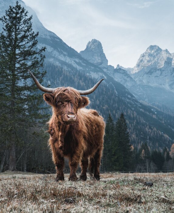 Fotobehang Schotse hooglandkoe in de bergen