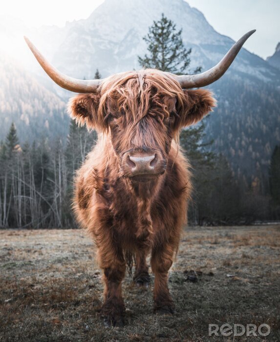 Fotobehang Schotse koe aan de voet van de bergen