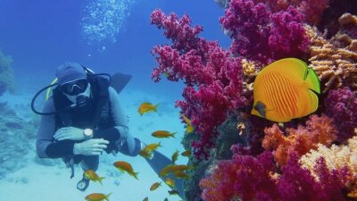 Scuba diver watching beautiful coral reef with purple soft corals and beautiful yellow  butterfly coral fish	