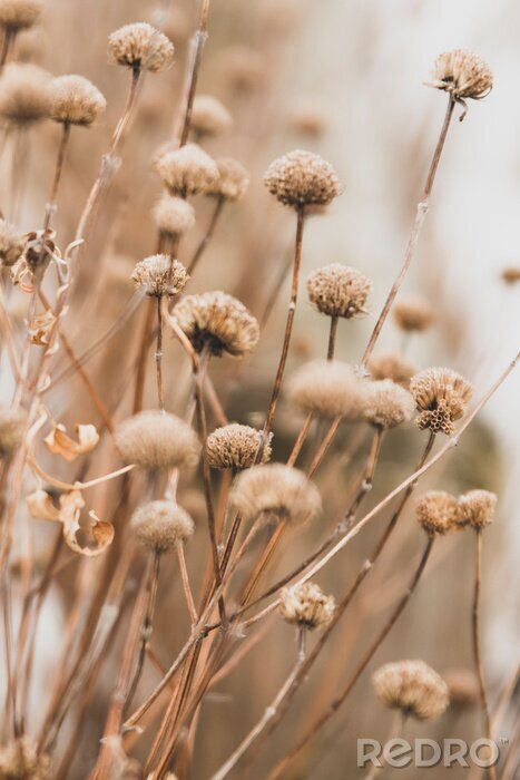 Fotobehang Sensual delicate lilac and beige background: delicate dry flower in winter in February in Chicago