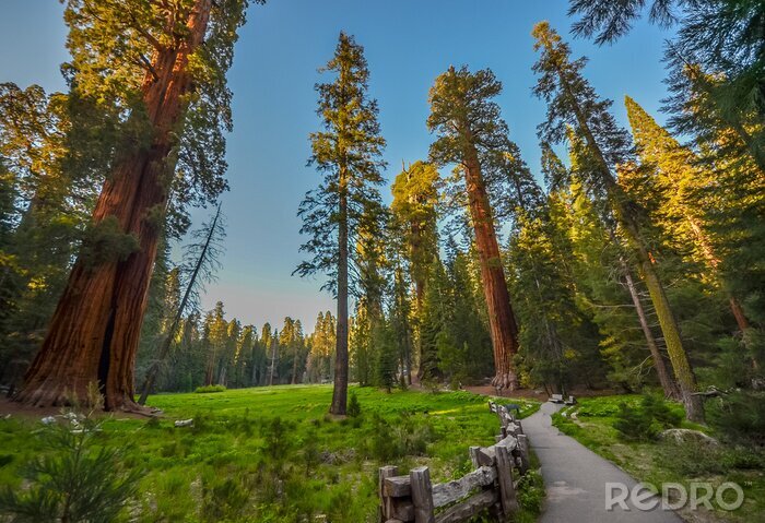 Fotobehang Sequoia national park, CA