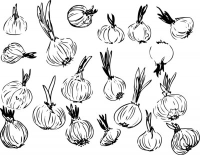 Fotobehang Set of graphical sketched onions. isolated hand drawn in black lines onion on a white background. Different shape and size onion. Simple design is perfect for decorations of cookbook and prints