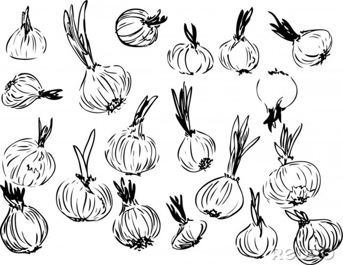 Fotobehang Set of graphical sketched onions. isolated hand drawn in black lines onion on a white background. Different shape and size onion. Simple design is perfect for decorations of cookbook and prints