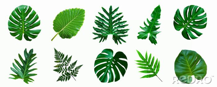 Fotobehang set of green monstera palm and tropical plant leaf isolated on white background for design elements, Flat lay