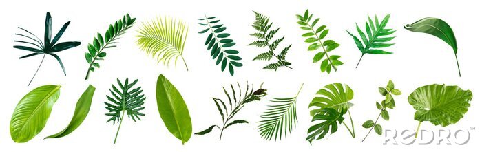 Fotobehang set of green monstera palm banana and tropical plant leaf on white background for design elements, Flat layd.clipping path