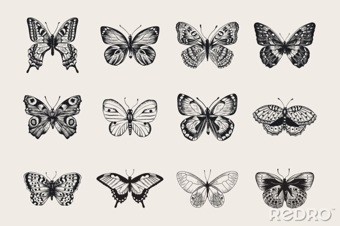 Fotobehang Set van vlinders. Vector vintage klassieke illustratie. Zwart en wit