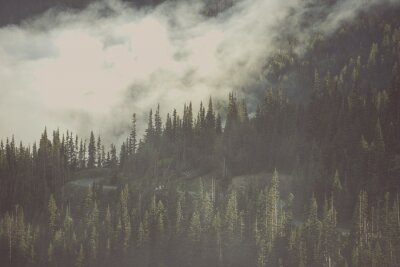 Fotobehang Sfeervol bos in de mist