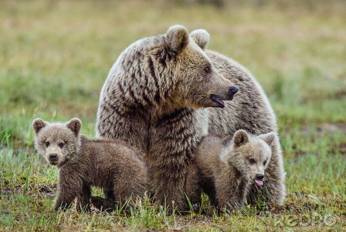 Fotobehang She-Bear en Cubs of Brown dragen het moeras in het zomerbos. Natuurlijke groene achtergrond