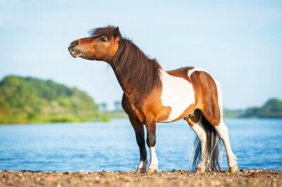 Fotobehang Shetland pony op de achtergrond van water