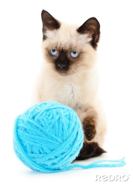 Fotobehang Siamese katten met een blauwe bol garen