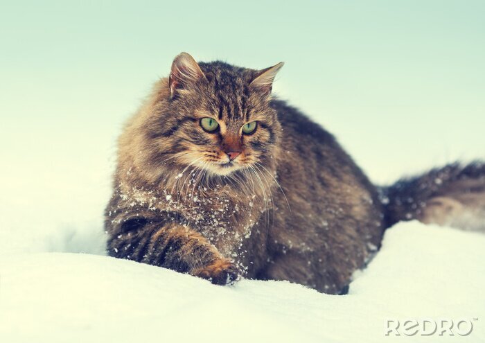 Fotobehang Siberische kat in de sneeuw