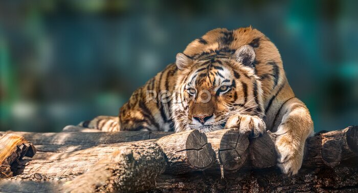 Fotobehang Siberische tijger met zwarte strepen ligt op hout