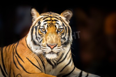 Fotobehang Siberische tijger op donkere achtergrond