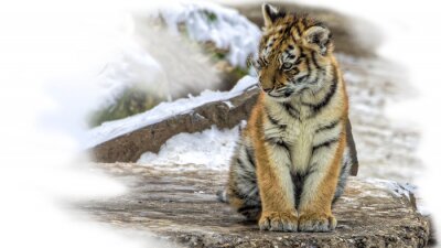 Fotobehang Siberische tijger zit neer