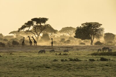 Silhouet di giraffe