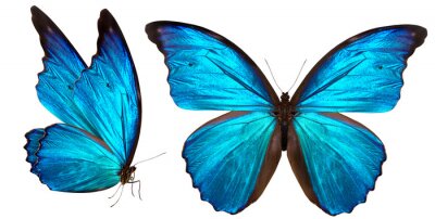 Fotobehang Silhouet van een blauwe vlinder