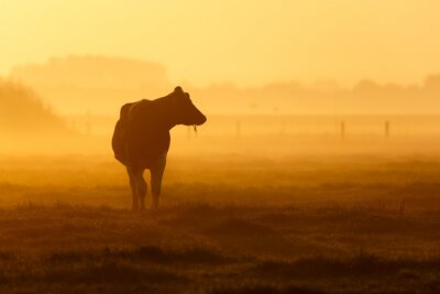 Silhouet van een koe op een mistig veld