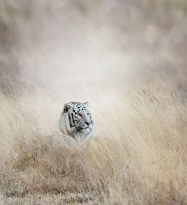 Fotobehang Silhouet van een tijger in het gras