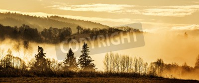 Fotobehang Silhouetten van bomen op een gele mist