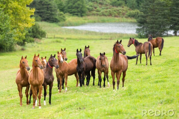 Fotobehang Silhouetten van bruine paarden op een groene open plek