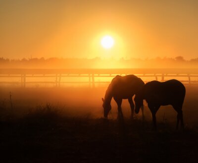 Fotobehang Silhouetten van paarden bij zonsondergang