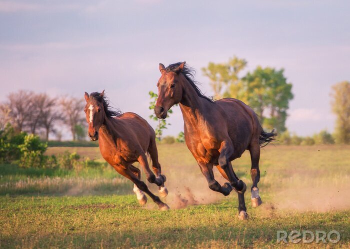Fotobehang Silhouetten van rennende paarden