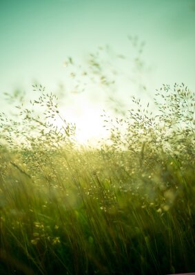 Fotobehang Slanke grassprieten die in de wind wiegen